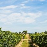 viñas del sur