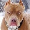 bacan69