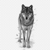 lobo_blanco