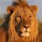Leonpeleador