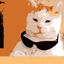 Gato Callejero