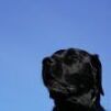 Perro_negro