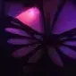 fefyta