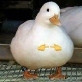 Cuack